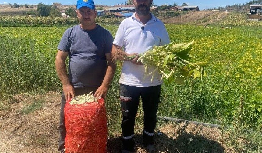 Bursa’da 1 dönümle başladılar, 1000 dönüme ulaştılar