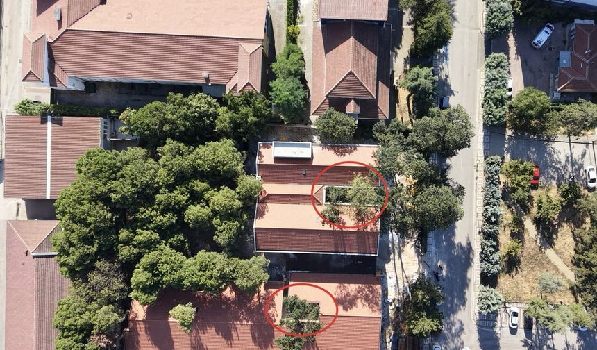 Bursa’da 50 yıllık 4 ağaç okulun içinde yaşatılacak