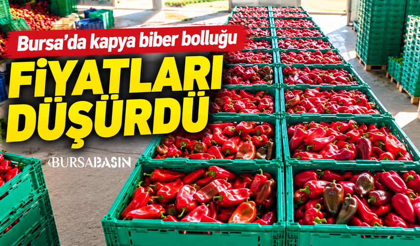 Bursa’da kapya biber bolluğu fiyatları düşürdü