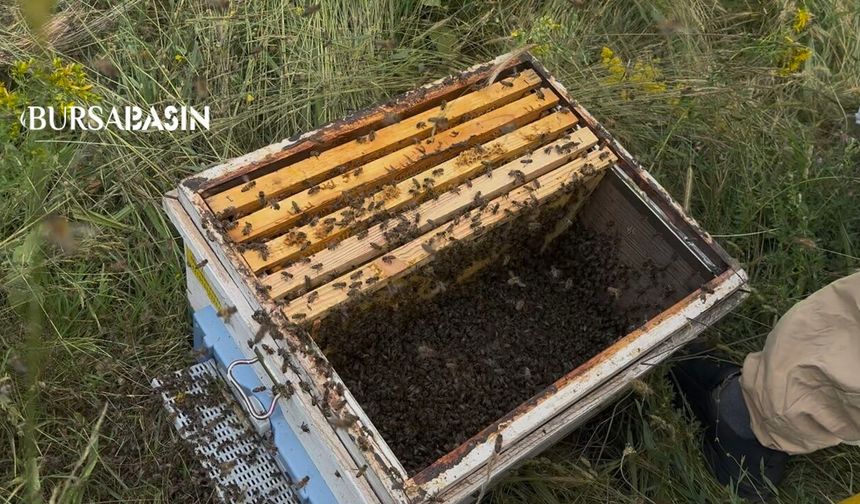 Binlerce arı çalılığı sardı! Arıcı tek tek kovana topladı