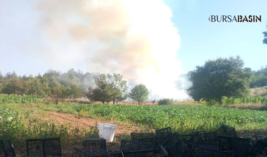 Bursa'da orman yangını: Havadan ve karadan müdahale