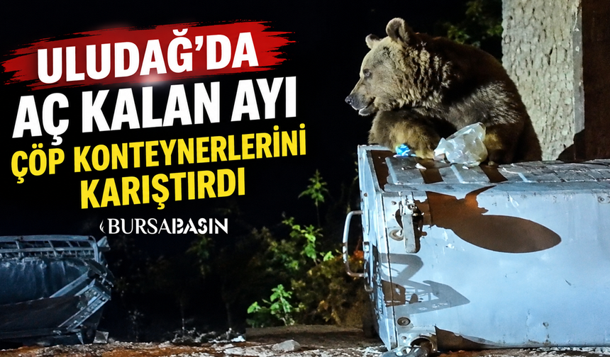 Uludağ’da aç kalan ayı Sarıalan’da çöp konteynerlerini karıştırdı