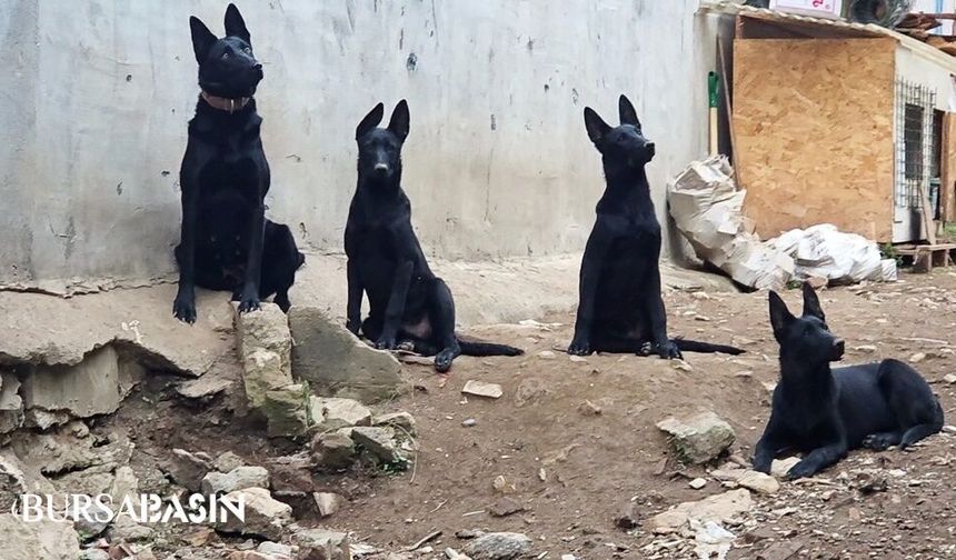 Bursa’da köpek çiftliği tepkisi: Mahalleli sokağa döküldü