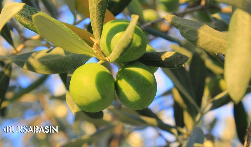 Gemlik'te 1 Kilo Yağlık Zeytinin Maliyeti 58,14 TL Oldu